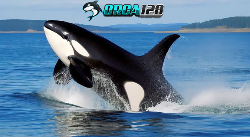 ORCA128-img